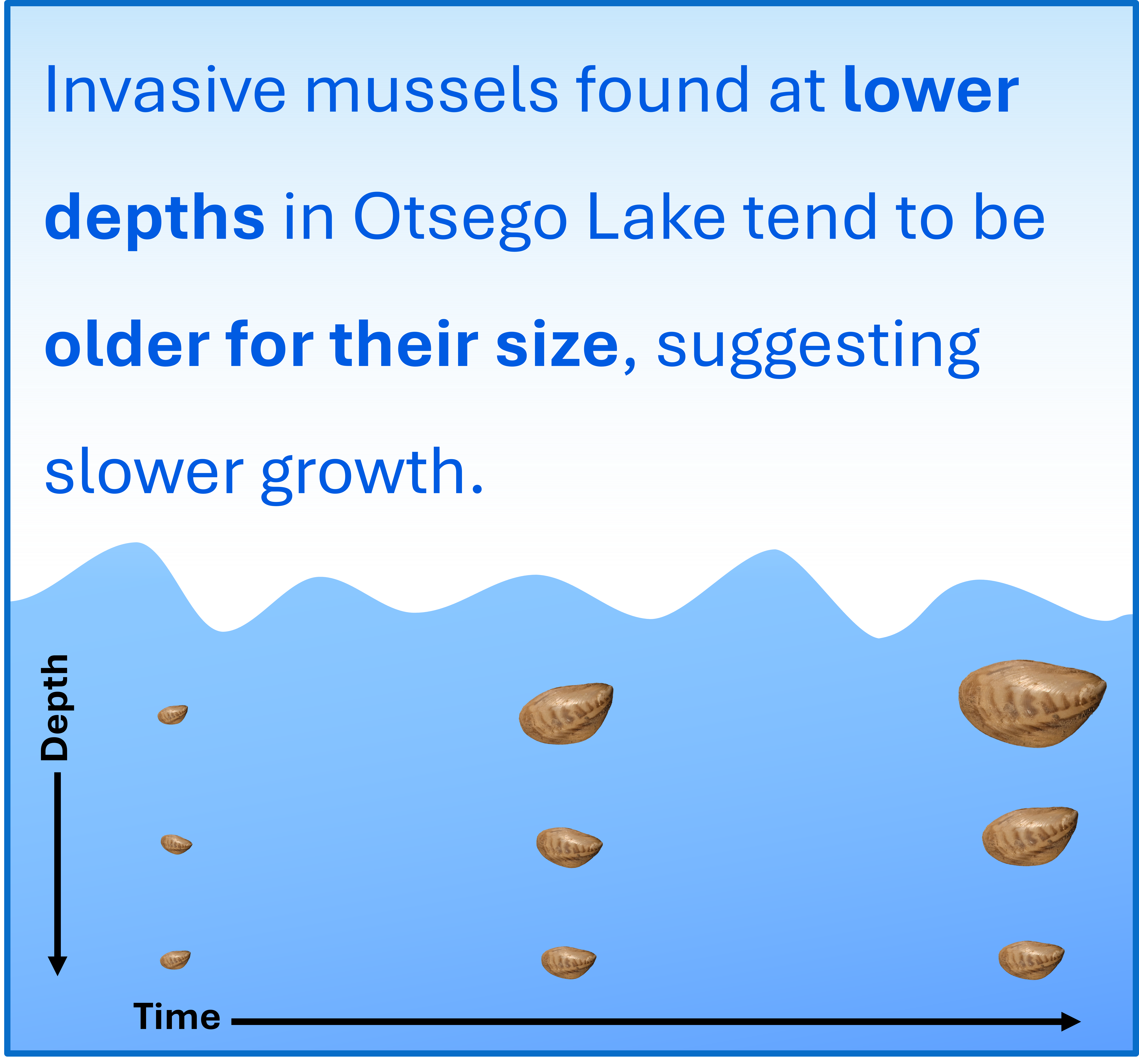 Alabaster (Jordan) Corsette: Invasive Mussel Populations in Otsego Lake and the Temperatures they Experience